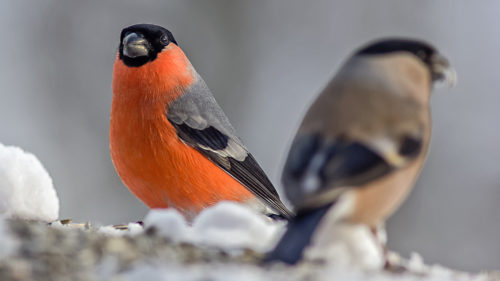 DOMPAP - BULLFINCH