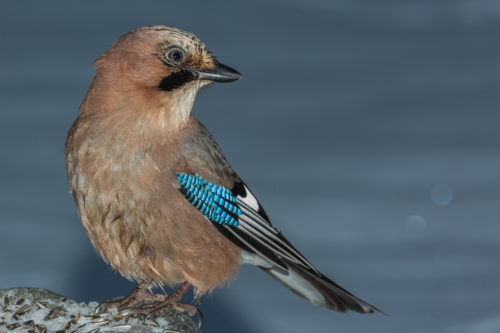 NØTTESKRIKE - EURASIAN JAY