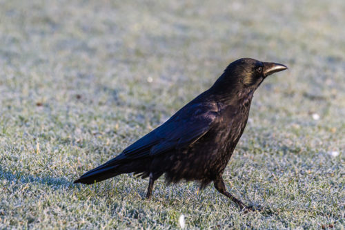 SVARTKRÅKE - CARRION CROW