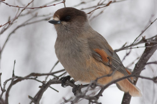 LAVSKRIKE - SIBERIAN JAY