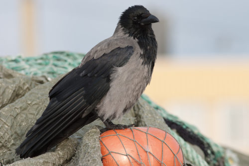 KRÅKE - HOODED CROW