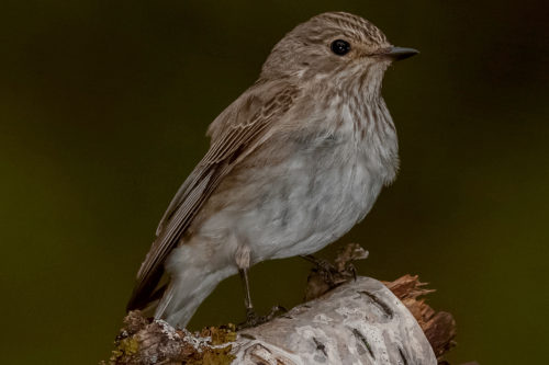 GRÅFLUESNAPPER - SPOTTED FLYCATCHER