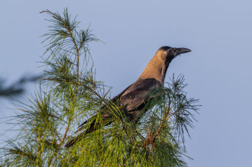 HUSKRÅKE - HOUSE CROW