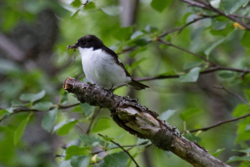 SVARTHVIT FLUESNAPPER - PIED FLYCATCHER