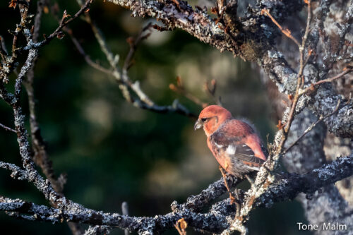 BÅNDKORSNEBB - TWO-BARRED CROSSBILL (Tromsø)