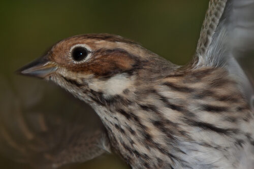 DVERGSPURV - LITTLE BUNTING